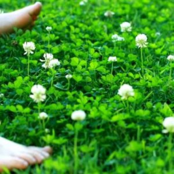 sementes-de-plantas-de-cobertura-loja-300x300